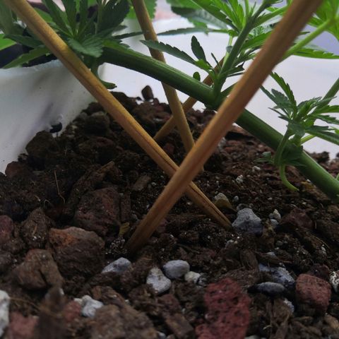 Purple machine  growlog timeline photo