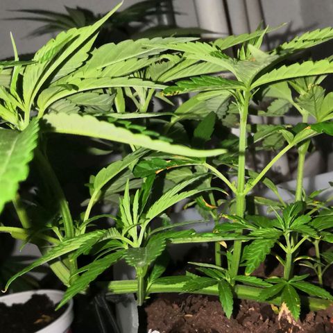 Purple machine  growlog timeline photo