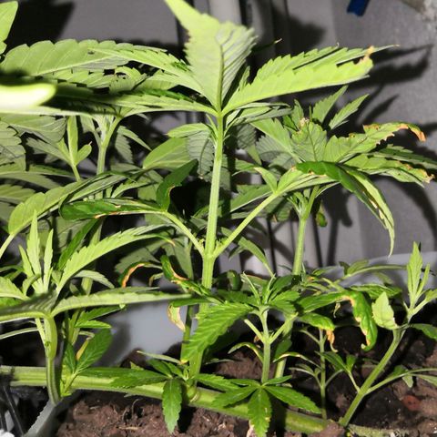 Purple machine  growlog timeline photo