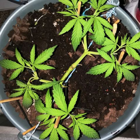 Dana growlog timeline photo