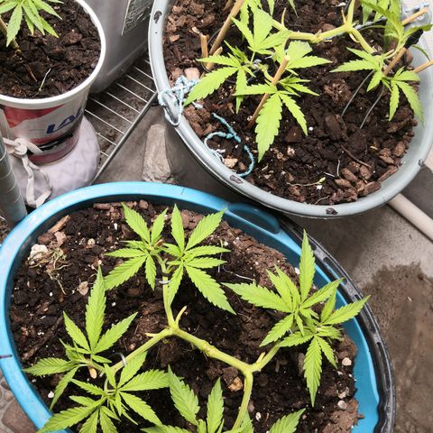 Dana growlog timeline photo