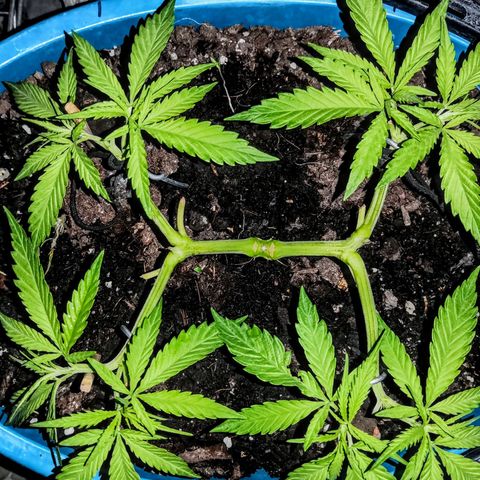 Dana growlog timeline photo