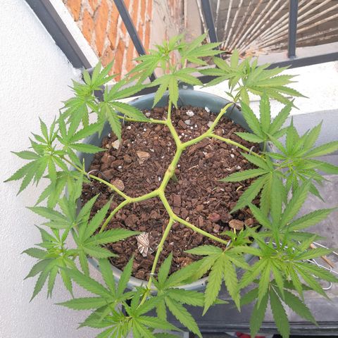 Dana growlog timeline photo