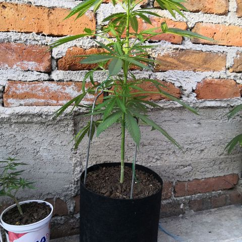Purple machine  growlog timeline photo