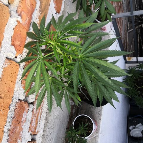 Purple machine  growlog timeline photo
