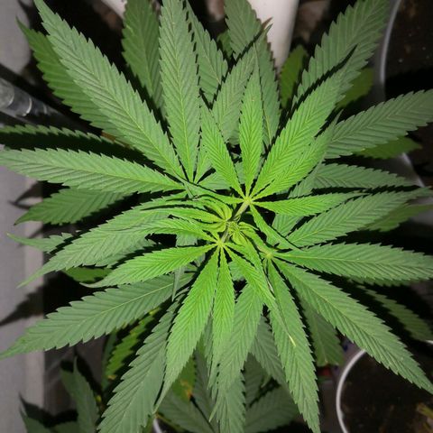Purple machine  growlog timeline photo