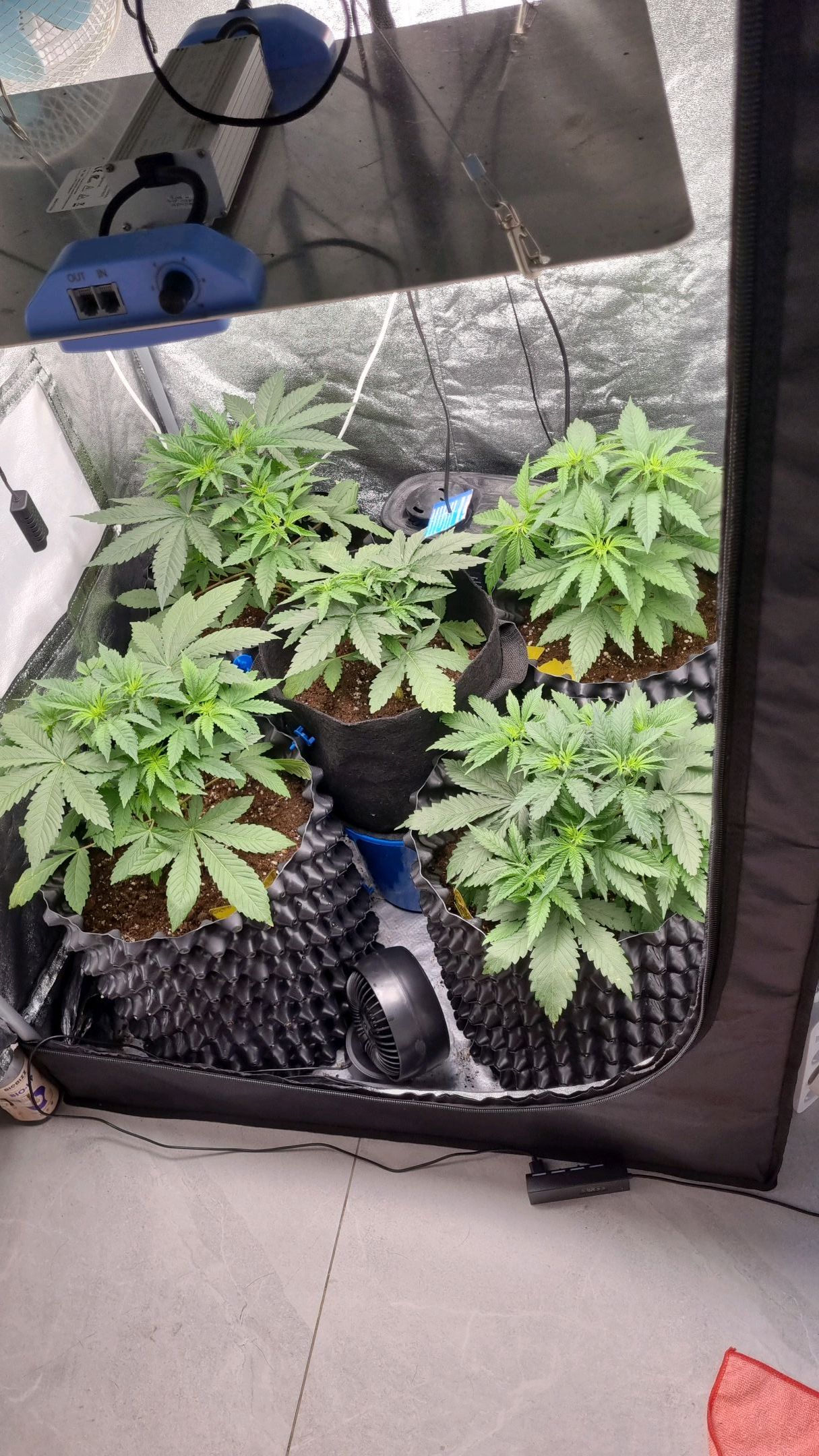 Purple haze growlog header
