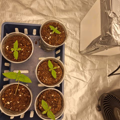 Purple haze growlog photo
