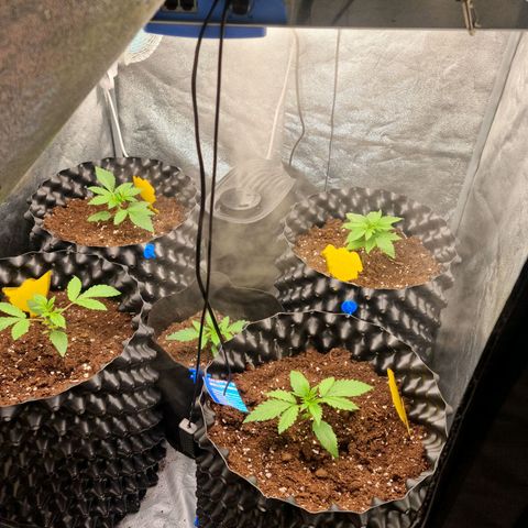 Purple haze growlog photo