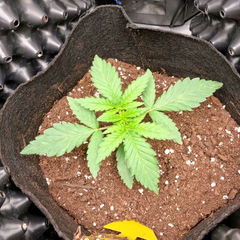 Purple haze growlog photo