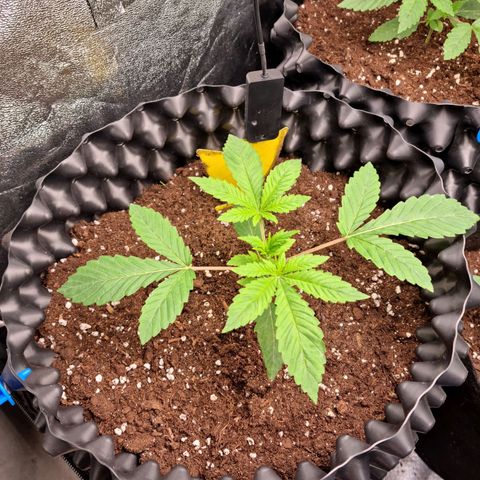 Purple haze growlog photo