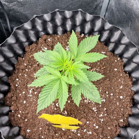 Purple haze growlog timeline photo