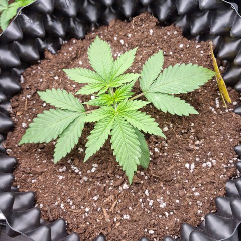 Purple haze growlog timeline photo