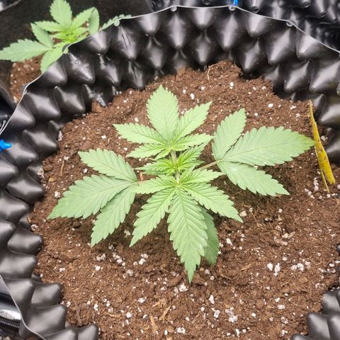 Purple haze growlog timeline photo