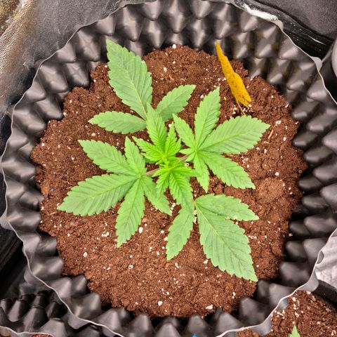 Purple haze growlog timeline photo