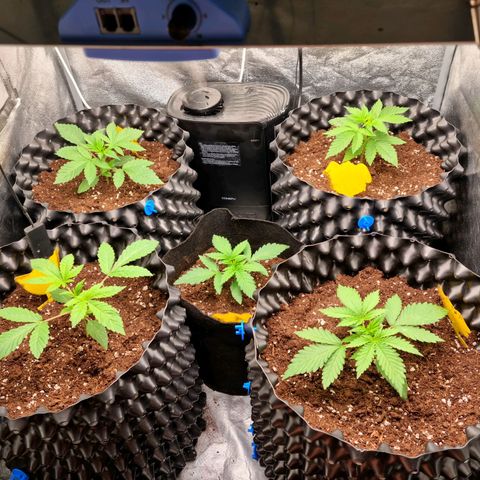 Purple haze growlog photo