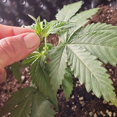 Purple haze growlog timeline photo