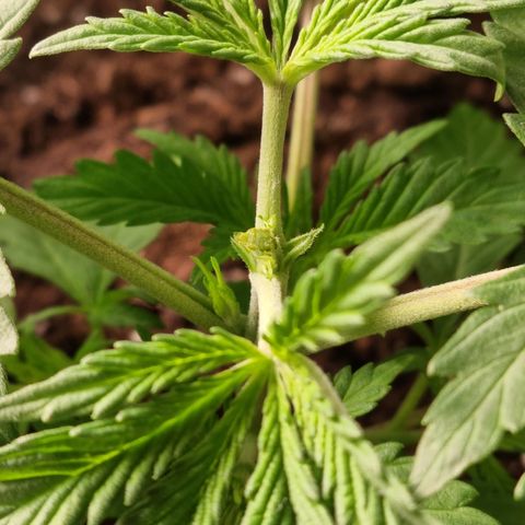 Purple haze growlog timeline photo