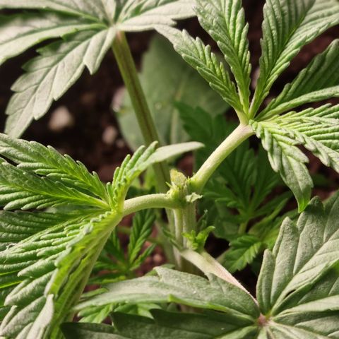 Purple haze growlog timeline photo