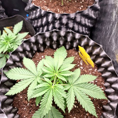 Purple haze growlog photo: Jeden Dzien po topping