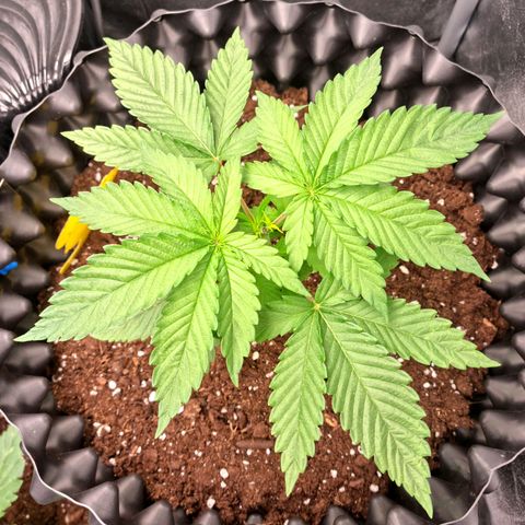 Purple haze growlog photo: Jeden Dzien po topping