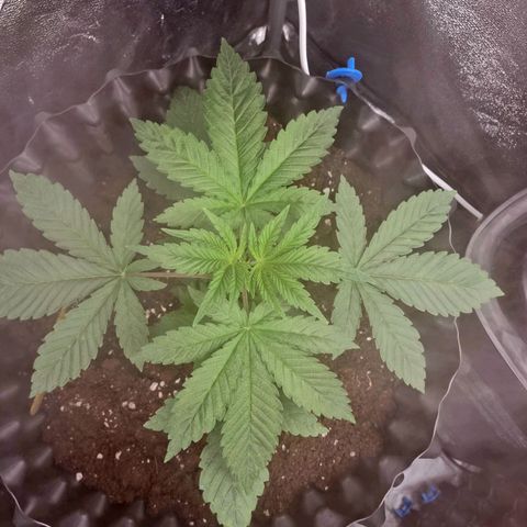 Purple haze growlog photo: Jeden Dzien po topping