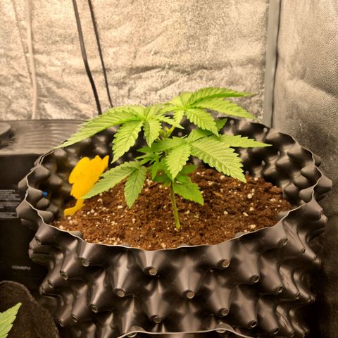 Purple haze growlog photo: Jeden Dzien po topping