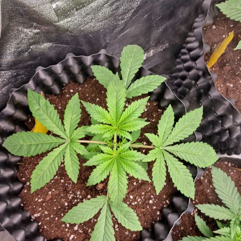 Purple haze growlog photo: Jeden Dzien po topping