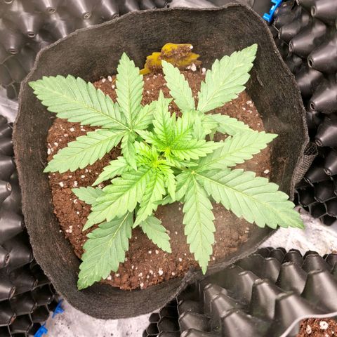 Purple haze growlog photo: Jeden Dzien po topping