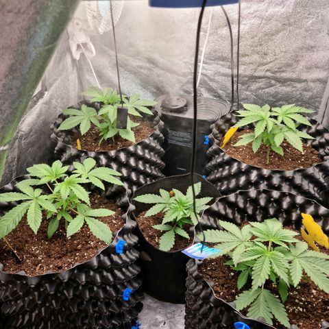 Purple haze growlog photo: Jeden Dzien po topping