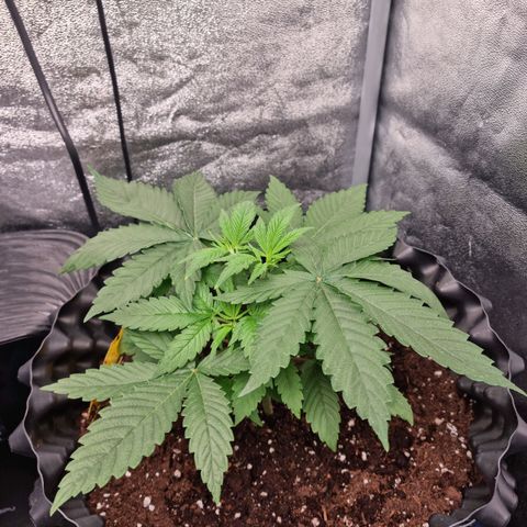 Purple haze growlog photo: Podlewanie 