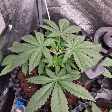 Purple haze growlog photo: Podlewanie 