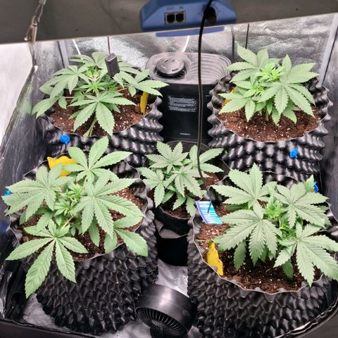 Purple haze growlog photo: Podlewanie 