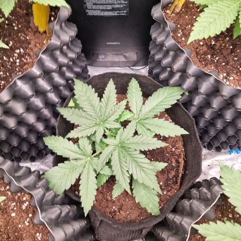 Purple haze growlog photo: Podlewanie 