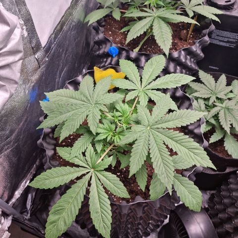 Purple haze growlog photo: Podlewanie 