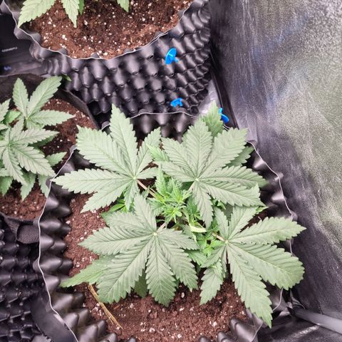 Purple haze growlog photo: Podlewanie 