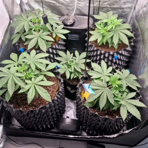 Purple haze growlog photo: Bardzo dobry rozrorst 
Prawdopodobnie super cropping w przyszly piątek 
