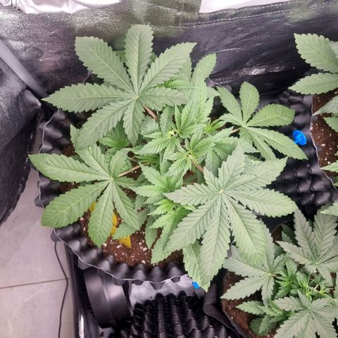 Purple haze growlog timeline photo