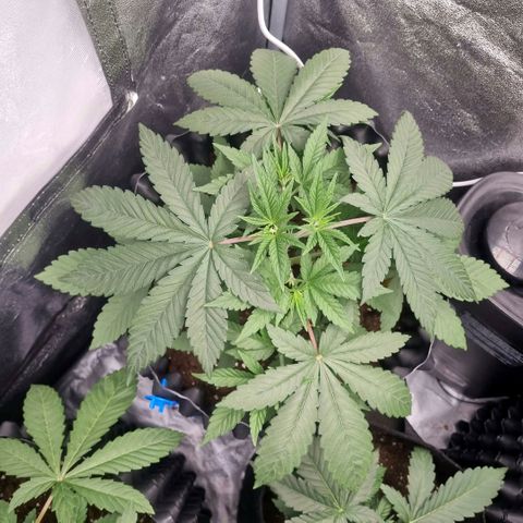 Purple haze growlog timeline photo