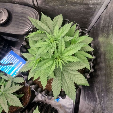 Purple haze growlog timeline photo