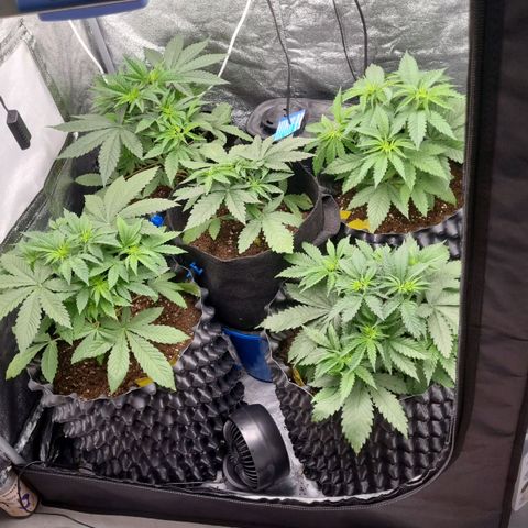 Purple haze growlog photo: 24 dni od wykielkowania