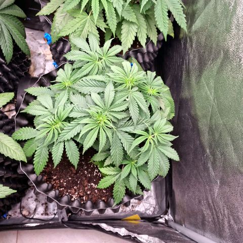 Purple haze growlog photo: Recovery after topping 1 of them and super cropping  3of them