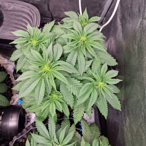 Purple haze growlog photo: Recovery after topping 1 of them and super cropping  3of them