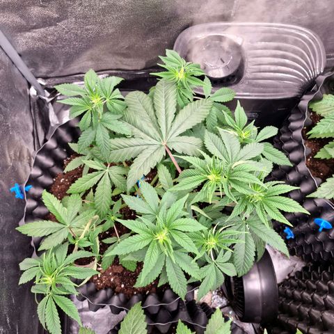 Purple haze growlog photo: Recovery after topping 1 of them and super cropping  3of them