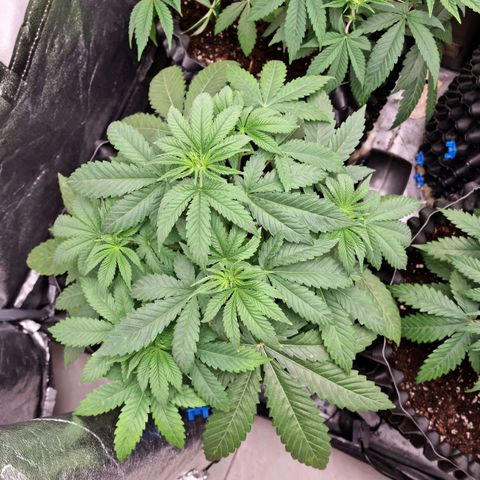 Purple haze growlog photo: Recovery after topping 1 of them and super cropping  3of them
