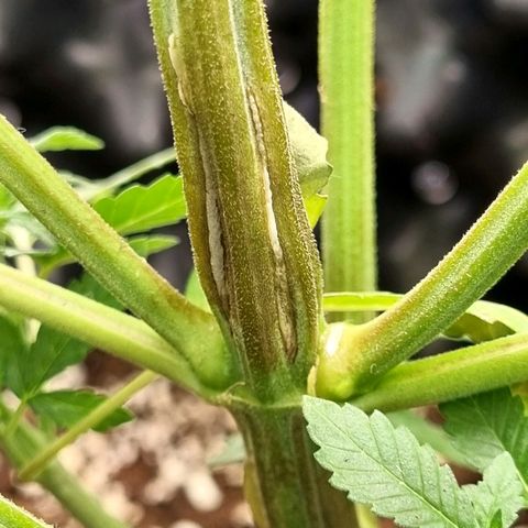 Purple haze growlog photo: All of the plants with supper cropping are going to recover