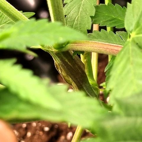 Purple haze growlog photo: All of the plants with supper cropping are going to recover