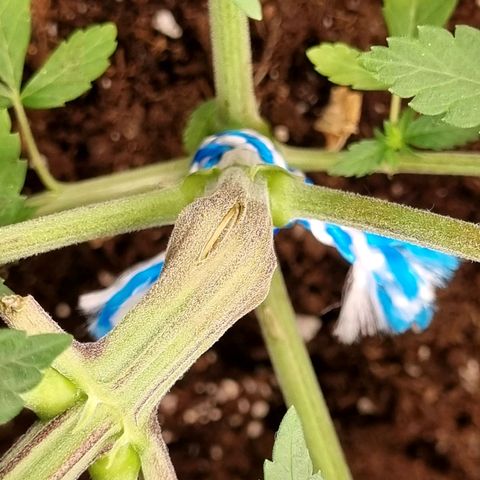Purple haze growlog photo: All of the plants with supper cropping are going to recover