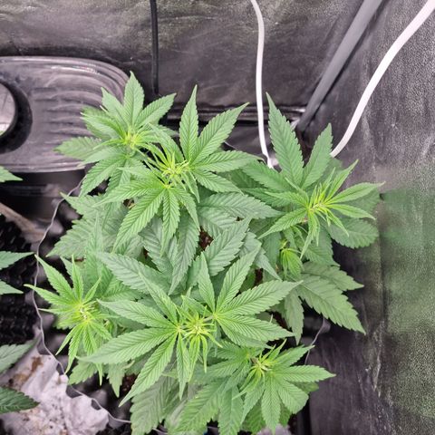 Purple haze growlog photo: All of the plants with supper cropping are going to recover