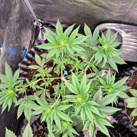 Purple haze growlog photo: All of the plants with supper cropping are going to recover